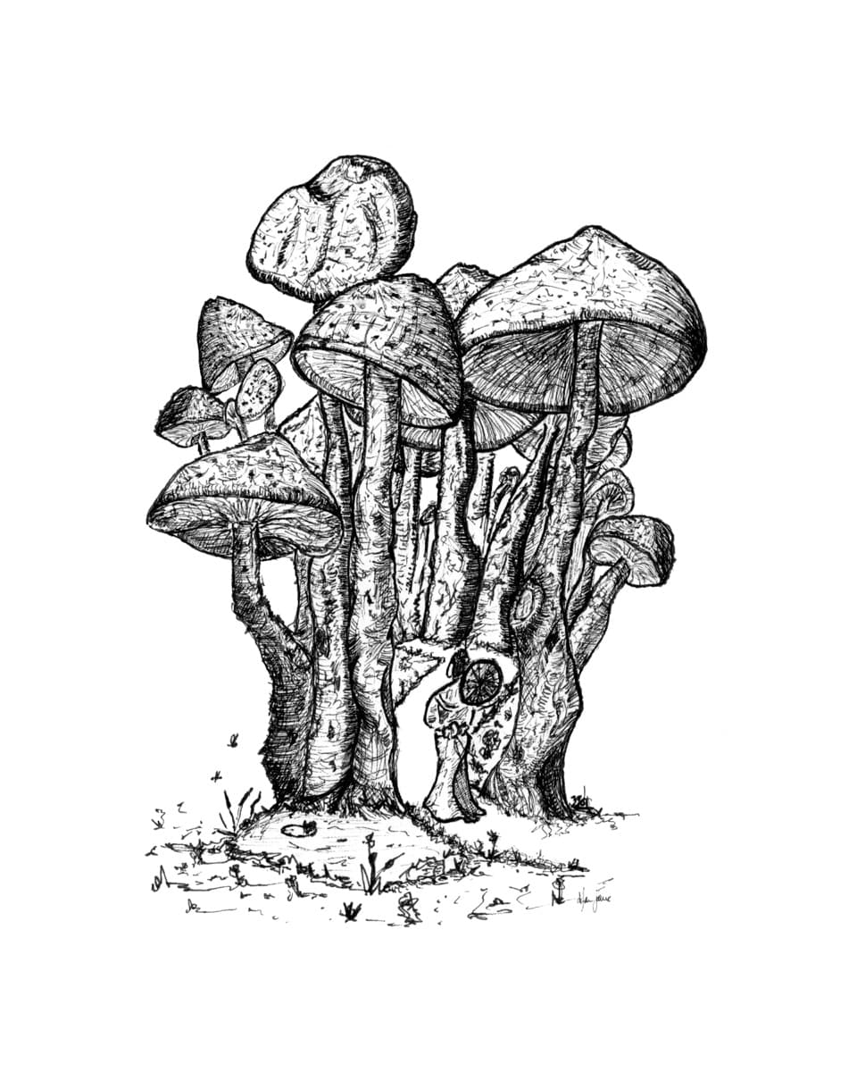 Illustration dylan-yarter-ink-illustration-mushroom-01